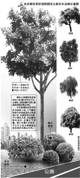 北京 樹種 景觀