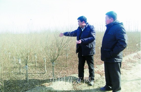 金葉榆 天津 市場(chǎng)