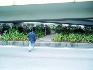 綠化帶 司機(jī) 橫穿馬路 中國(guó)風(fēng)景園林網(wǎng)