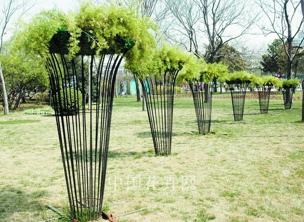 天門冬 河南 綠化