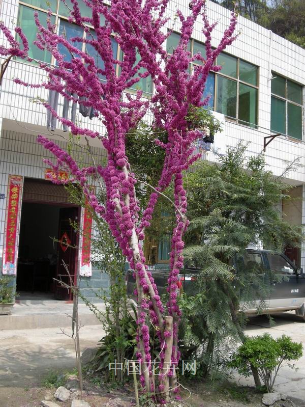 紫荊 農(nóng)村 綠化