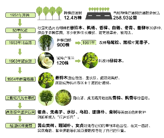 黃山欒樹 珊瑚樸 女貞 杭州 道路 綠化 新寵 中國風景園林網