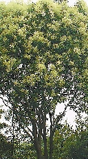 黃山欒樹 珊瑚樸 女貞 杭州 道路 綠化 新寵 中國風景園林網