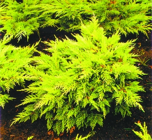 北京 綠化 彩葉樹