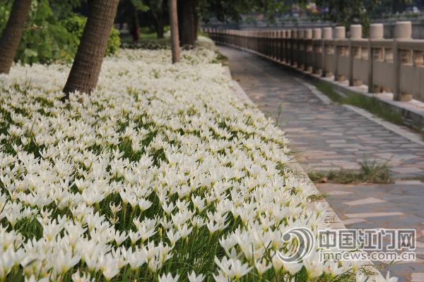 廣東 綠化 蔥蘭