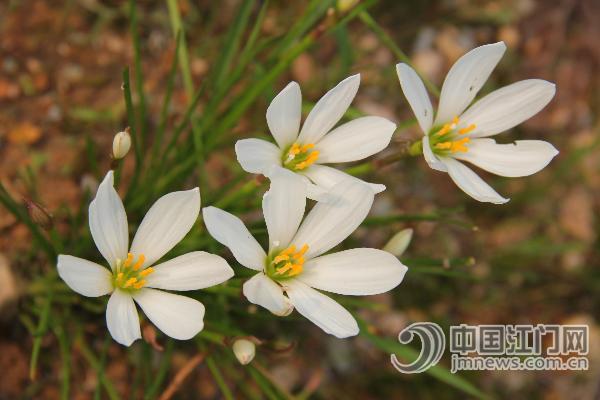 廣東 綠化 蔥蘭