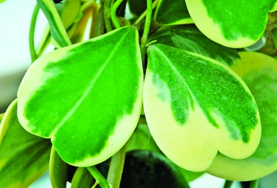 南京 植物園 七夕 趣味植物展 花草 中國風景園林網