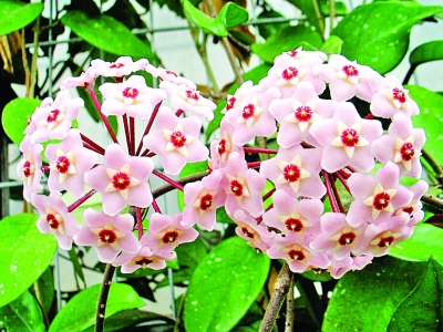 南京 植物園 七夕 趣味植物展 花草 中國風景園林網