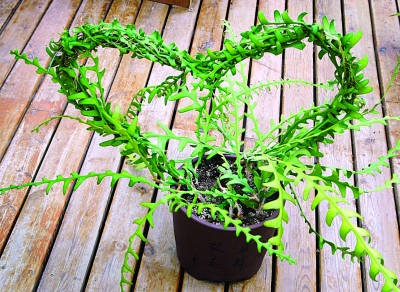 南京 植物園 七夕 趣味植物展 花草 中國風景園林網