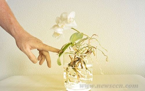 AuraLamp燈具 花瓶與燈具 燈具設(shè)計 中國風(fēng)景園林網(wǎng)