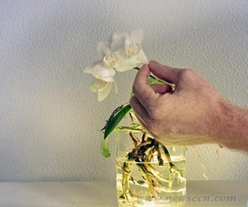 AuraLamp燈具 花瓶與燈具 燈具設(shè)計 中國風(fēng)景園林網(wǎng)