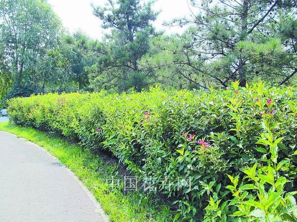 植物 綠化 城市