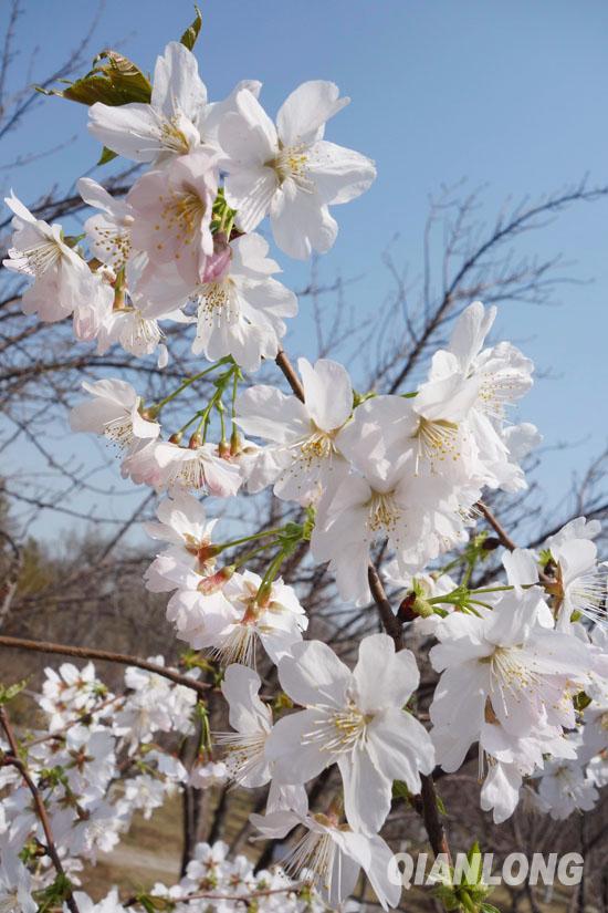 春天到玉淵潭賞櫻花是北京市民的必選活動 