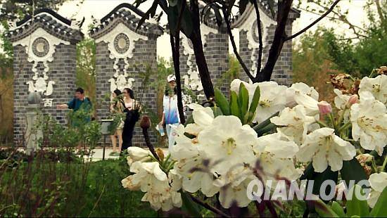 圖為貴陽園內的百合杜鵑。千龍網記者 鄭濤 攝