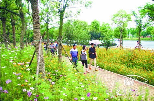 花卉 綠化 波斯菊