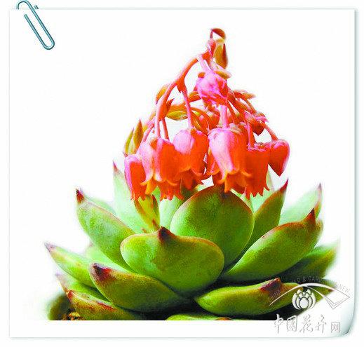 鴻運(yùn)觀音蓮