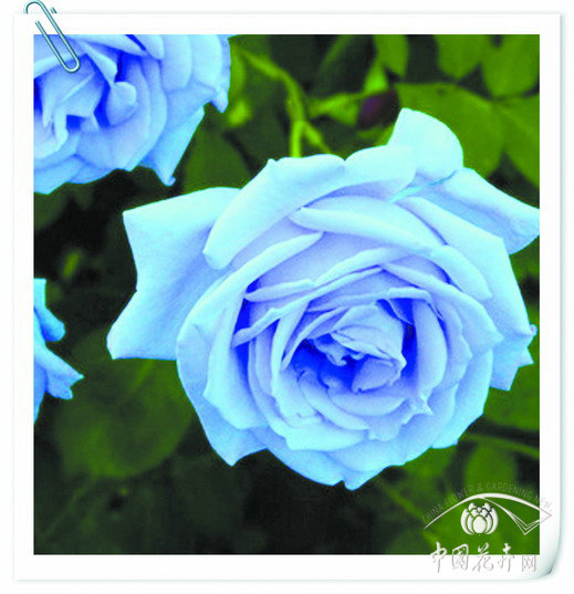 藍(lán)色月季