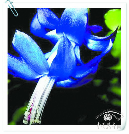 藍(lán)色蟹爪蓮