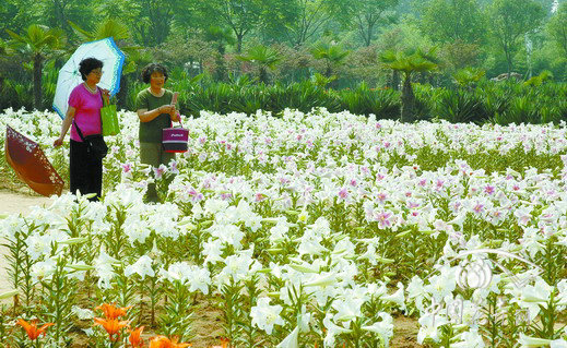 鄭州 植物園 百合