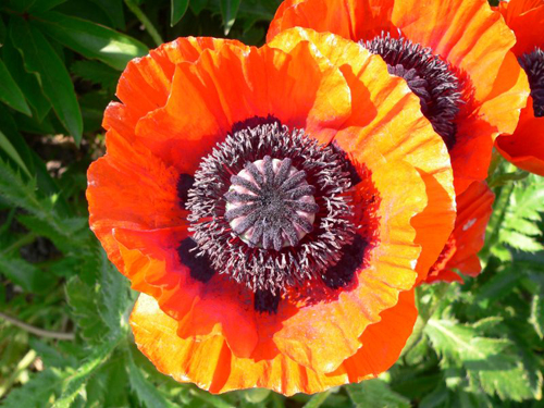 鬼罌粟 花卉 植物