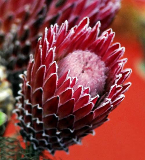 凱迪達王妃海神花