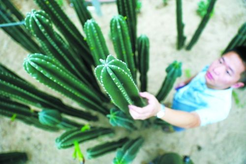 洛陽(yáng)首家珍稀植物館