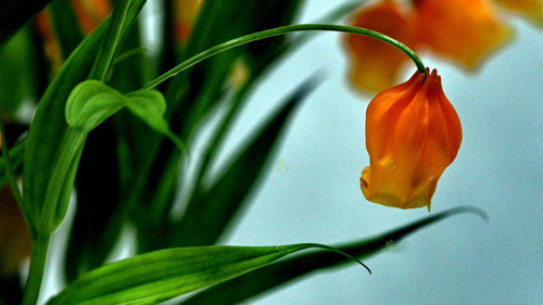 宮燈百合 花卉 百合