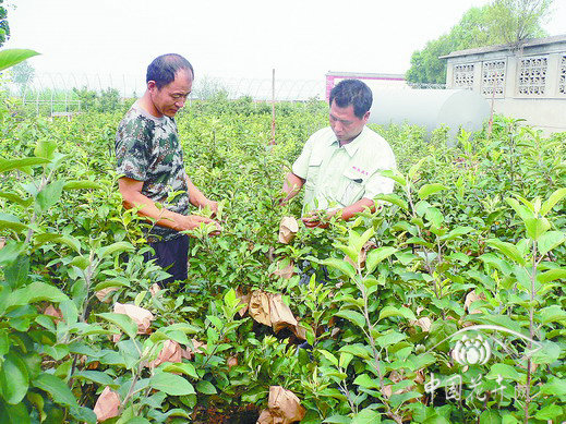 河北 盆栽 水果