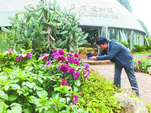 大麗花 公園 花卉