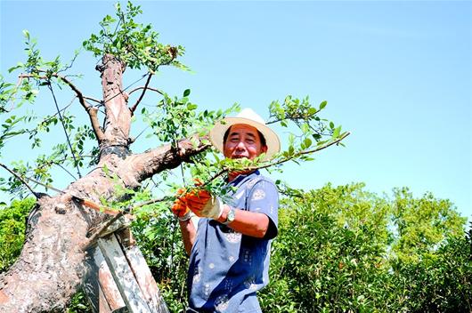 湖北 盆景 植物