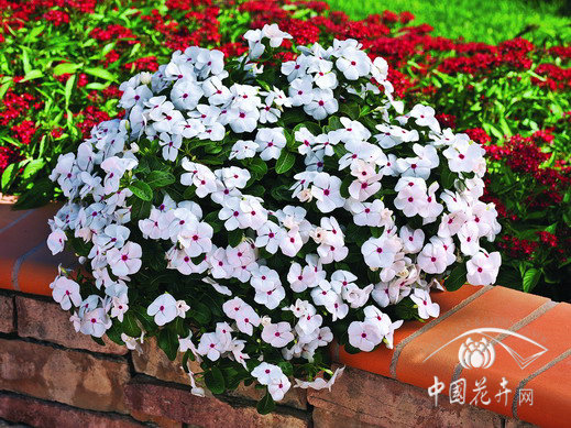 垂吊長春花 草花 品種