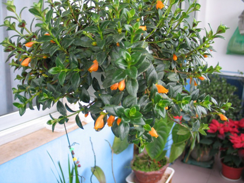 金魚花 花卉 懸花科