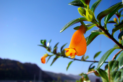 金魚花 花卉 懸花科