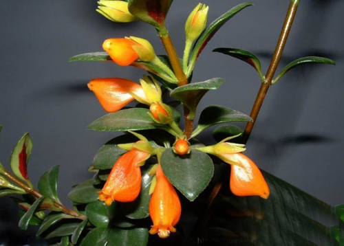 金魚花 花卉 懸花科