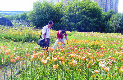 大花萱草 花卉 北京