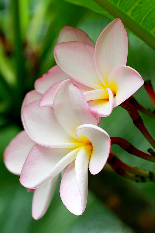 花卉 雞蛋花 夾竹桃