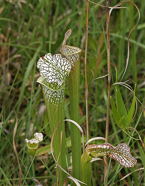 花卉 食蟲植物 瓶子草