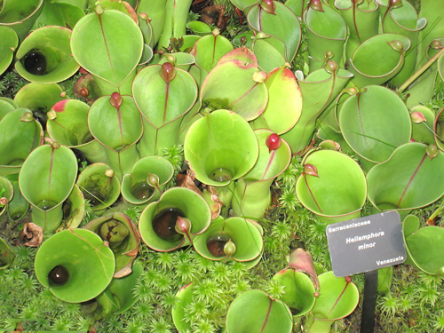 花卉 食蟲植物 瓶子草