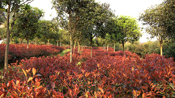 高縣慶嶺鄉(xiāng)花卉基地
