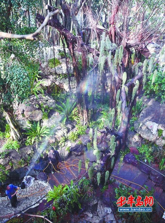 工作人員在養護菩提榕樹。