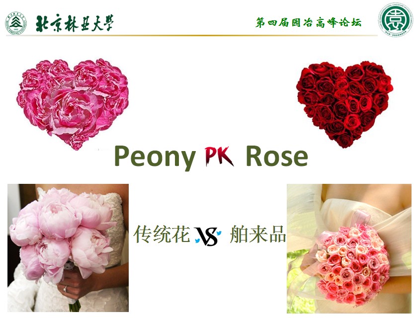 芍藥與玫瑰對比分析