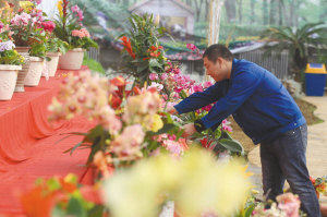 工作人員布置花展。