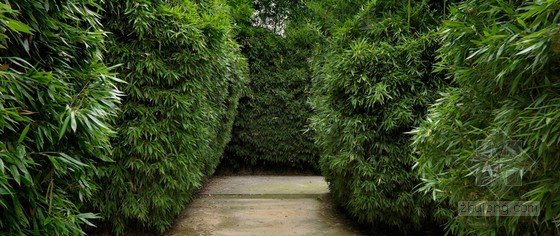 竹子迷宮