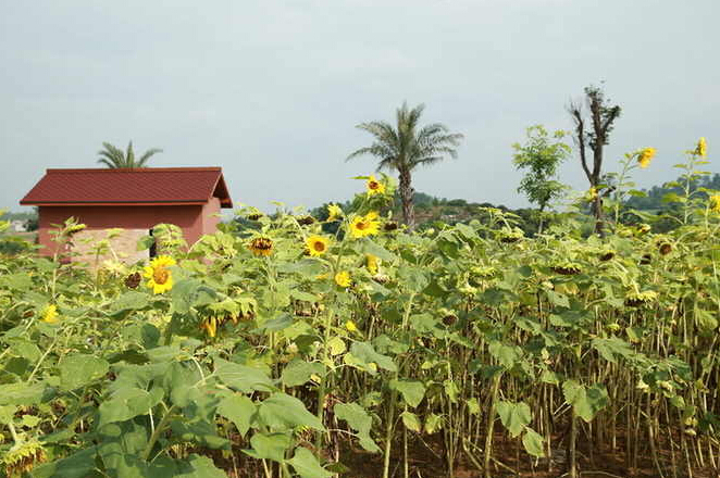 吳圩鎮(zhèn)臺(tái)灣花卉產(chǎn)業(yè)園300畝向日葵迎客