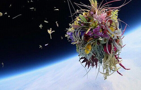 日本藝術家東信將盆栽送入太空，并拍下優美照片。