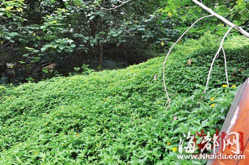 小森林的地上開滿了小菊花