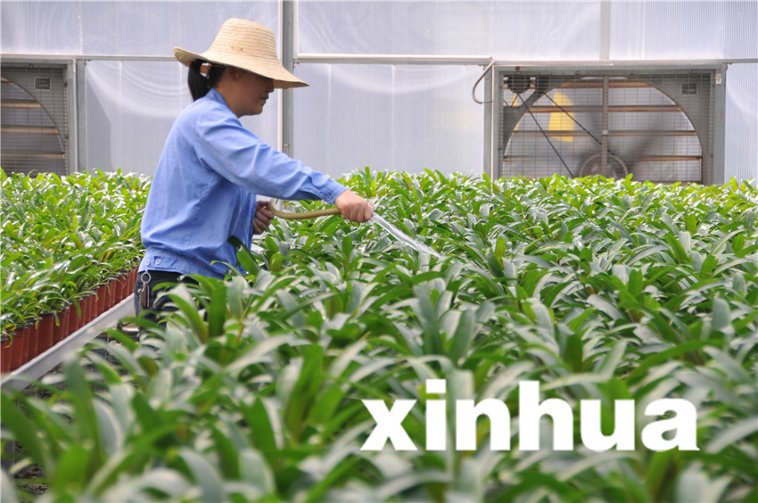 8月19日，三峽苗圃研究中心育苗蔭棚中，工作人員對中心引種的植物進行灌溉。