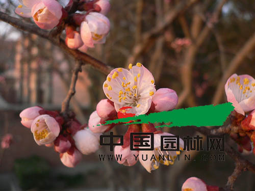 山杏作為北方的鄉(xiāng)土樹(shù)種 應(yīng)該在園林綠化中占有一席之地
