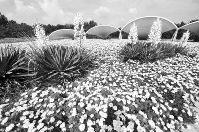 煙大海濱公園繁花似錦