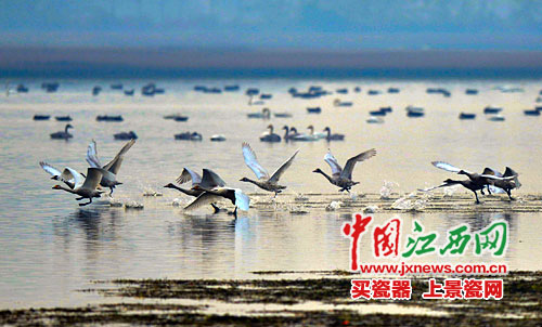 濕地保護 濕地面積 濕地保護率